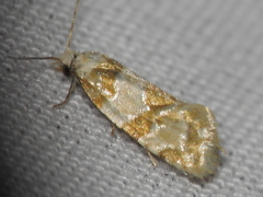 Aethes argentilimitana