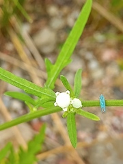 Parthenium hysterophorus