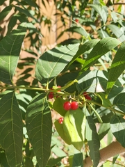 Azadirachta indica