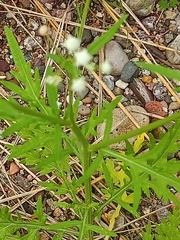 Parthenium hysterophorus