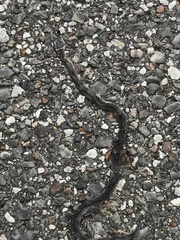 Diadophis punctatus