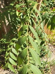 Azadirachta indica