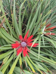 Fascicularia bicolor