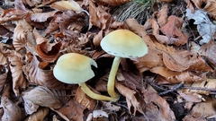 Hypholoma