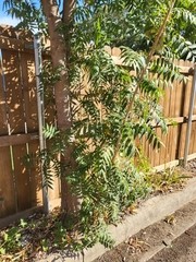 Azadirachta indica