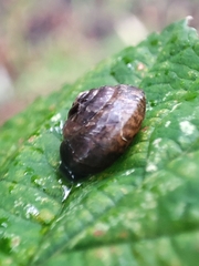 Hygromia cinctella