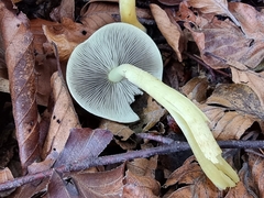 Hypholoma