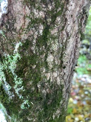 Porella platyphylla