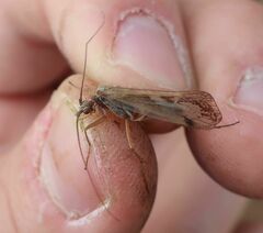 Limnephilus
