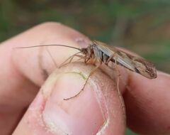 Limnephilus