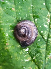 Hygromia cinctella