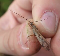 Limnephilus