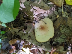 Leucopaxillus laterarius