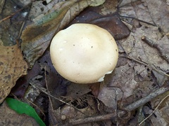 Leucopaxillus laterarius