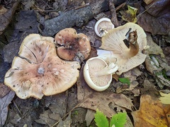 Leucopaxillus laterarius