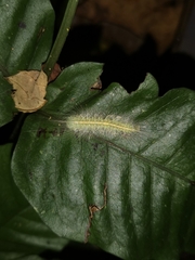 Thauria lathyi