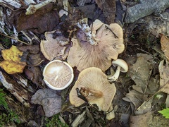 Leucopaxillus laterarius