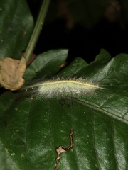Thauria lathyi