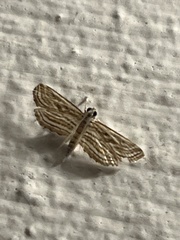 Parapoynx fluctuosalis