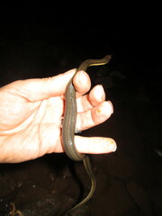 Regina septemvittata