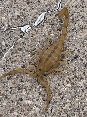 Centruroides sculpturatus