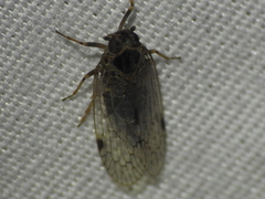 Melanoliarus aridus