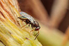 Pteromalus