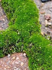 Bryum