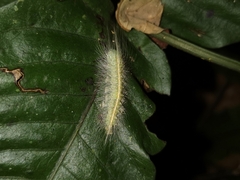 Thauria lathyi