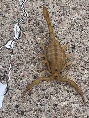 Centruroides sculpturatus