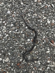 Diadophis punctatus