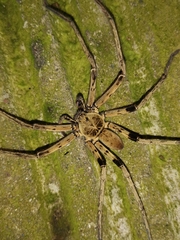 Heteropoda tetrica