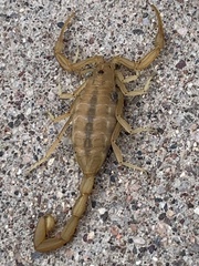 Centruroides sculpturatus