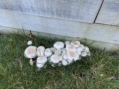 Agaricus californicus