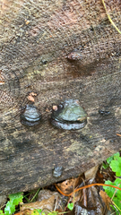 Daldinia concentrica