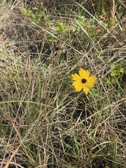 Coreopsis linifolia
