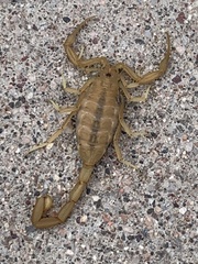 Centruroides sculpturatus