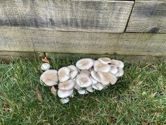 Agaricus californicus