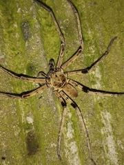 Heteropoda tetrica