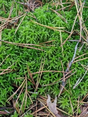 Sphagnum girgensohnii