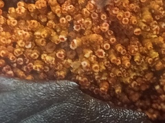 Puccinia lagenophorae