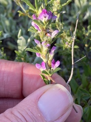 Psoralea decumbens