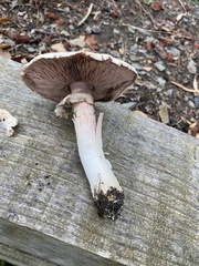 Agaricus californicus