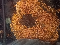 Puccinia lagenophorae