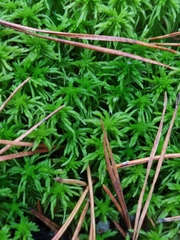 Sphagnum girgensohnii
