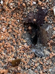 Pheidole obscurithorax
