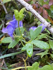 Aconitum uncinatum