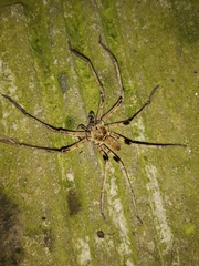 Heteropoda tetrica
