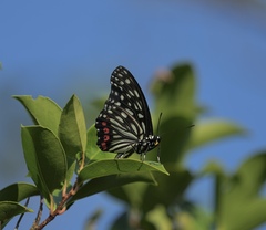 Hestina assimilis