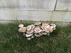 Agaricus californicus